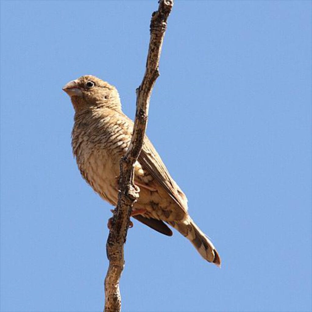 Celestron Dobson telescoop N 76 300 FirstScope DOB 9 Telescoop.nl - Alles voor sterrenkijken & natuurwaarneming